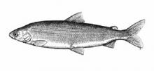 Arctic cisco (herring, qaaqtaq)