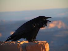 Crow (Raven)