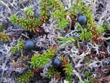 Crowberry, Paungat (Empetrum nigrum)