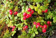 Cranberry / Lingonberry, Kimingnat (Vaccinium vitis-idaea ssp. minus)